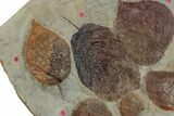 Plate with Eight Fossil Leaves (Three Species) - Montana #270220-2